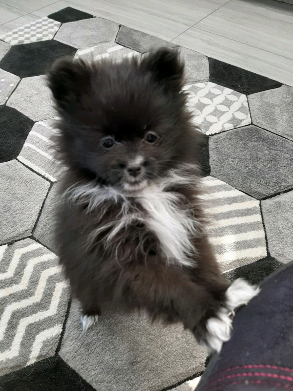 teacup pomeranian for sale gumtree